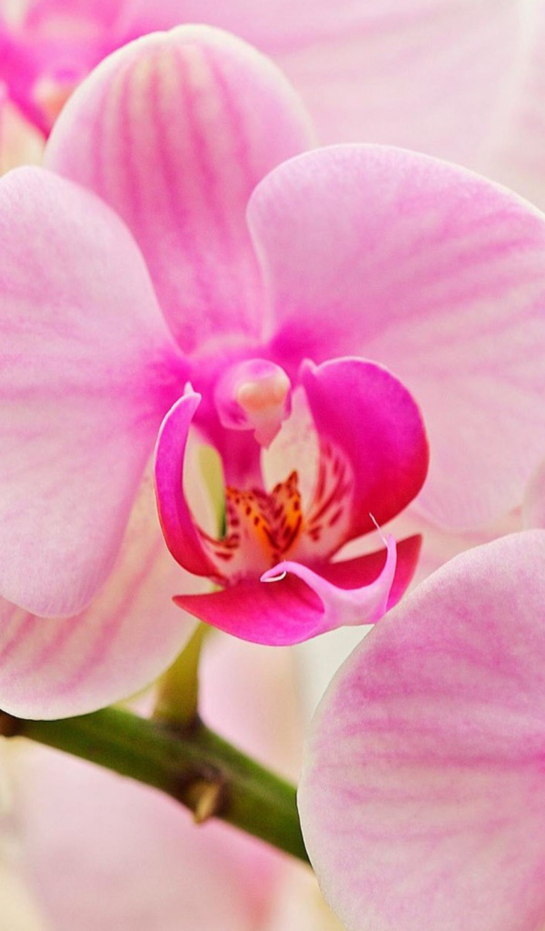 Цветы для любимых женщин на 8 марта