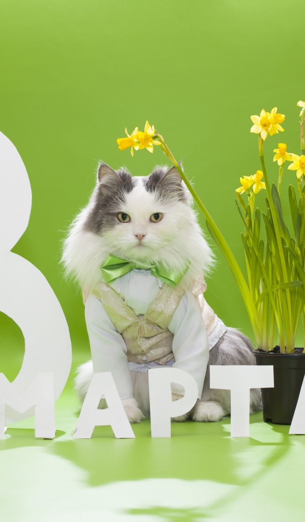 Мартовский кот с букетом для любимой