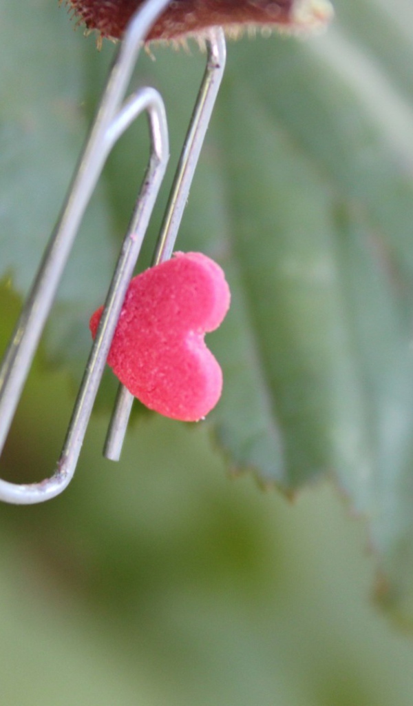 Скрепка с сердцем на зеленом листике