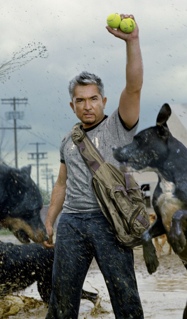 Фильм Переводчик с собачьего