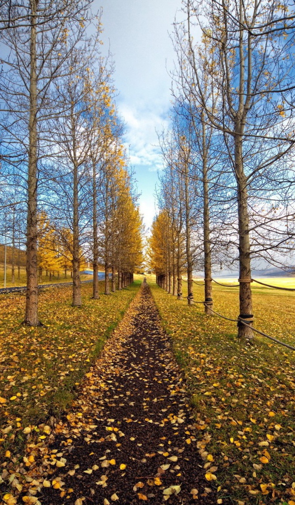 Забор из каната на ровной аллее