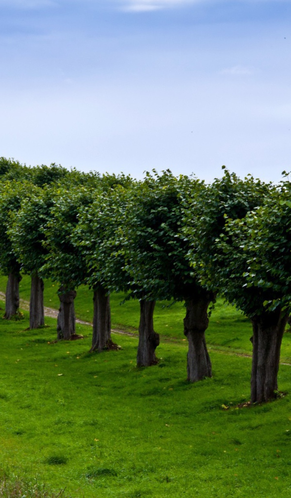 Ряд подстриженных деревьев вдоль тропинки