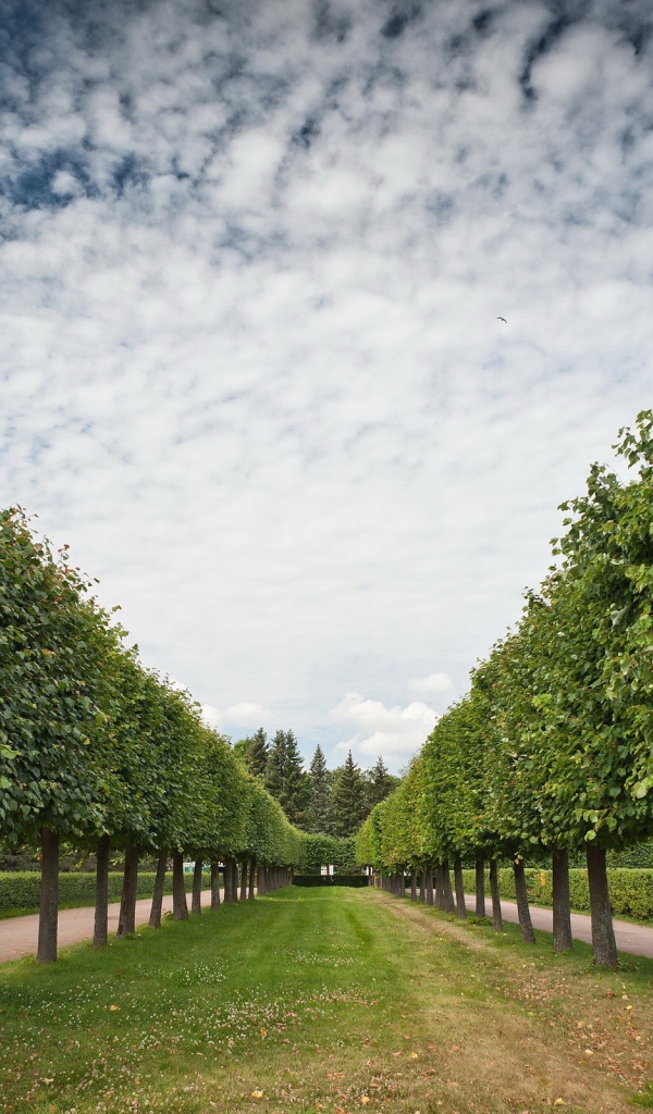 Аккуратная аллея лиственных деревьев
