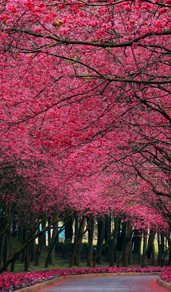 Аллея под розовыми цветами