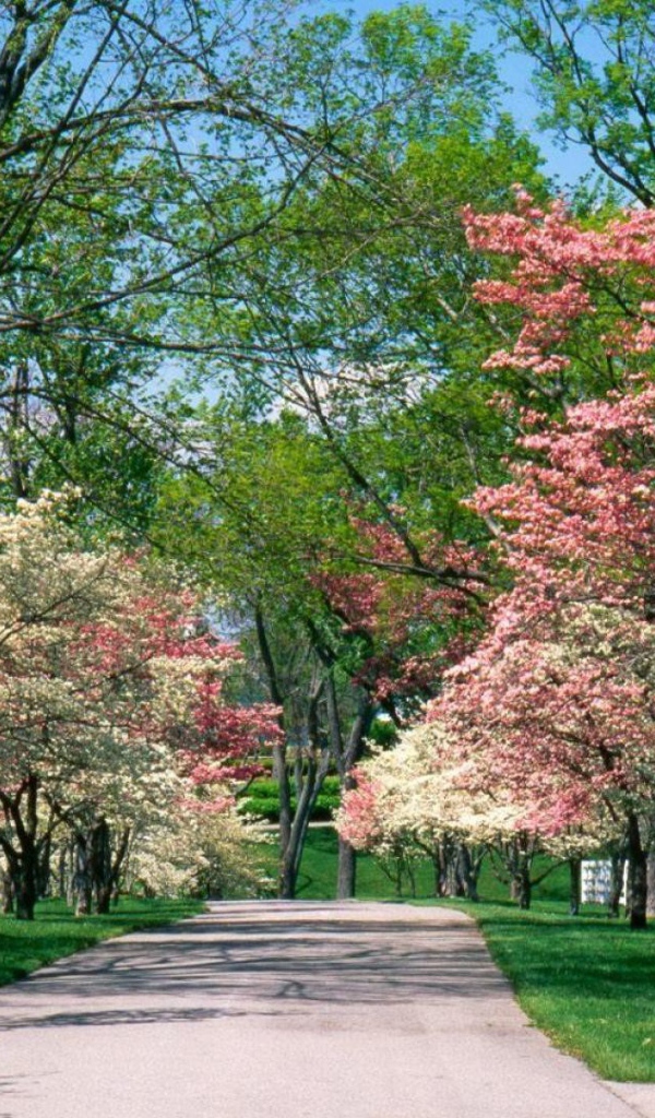 Аллея для прогулок в цветущем парке