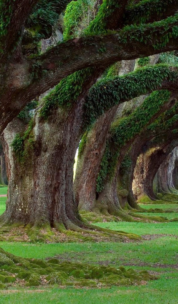 Аллея старых могучих деревьев в парке