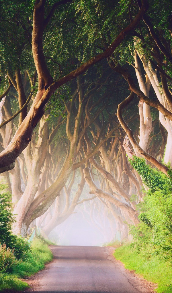 Аллея старых деревьев в Ирландии