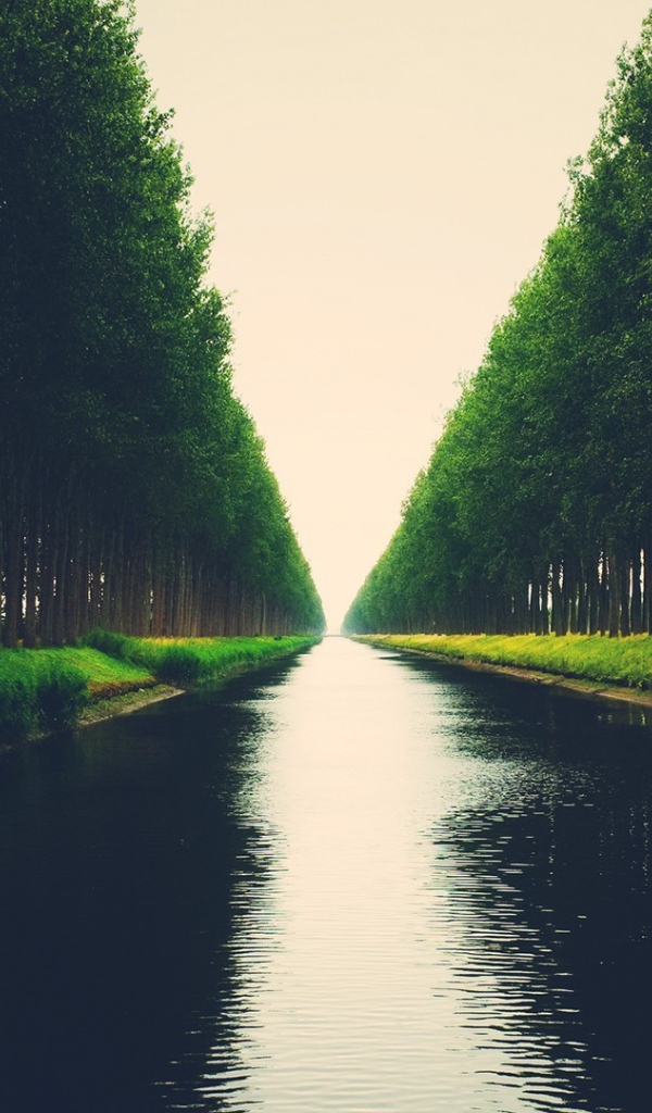 Аллея деревьев на берегу канала
