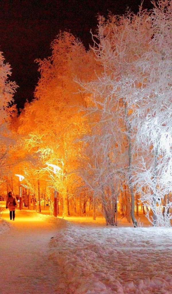 Подсветка покрытых инеем деревьев