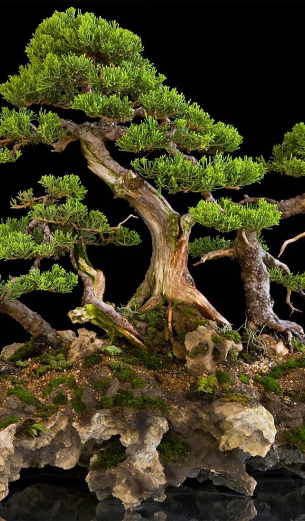 Красивый бонсай на черном фоне