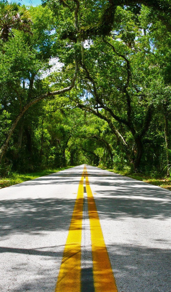 Красивая дорога в тропиках