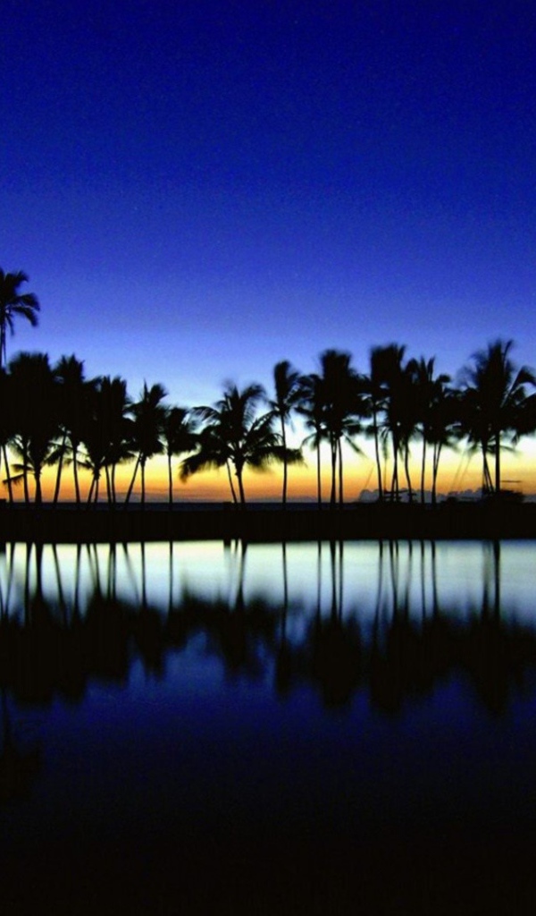 Темные силуэты пальм на фоне неба