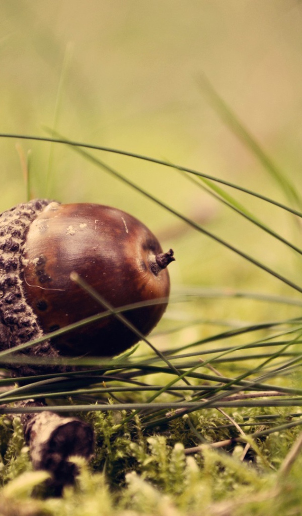 Коричневый желудь на траве