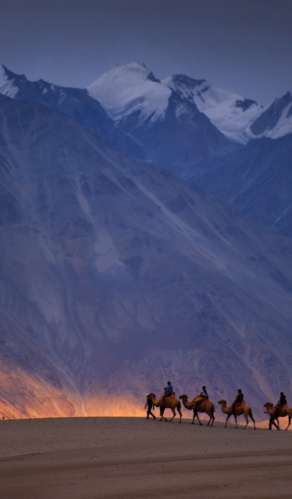 Караван верблюдов на фоне гор