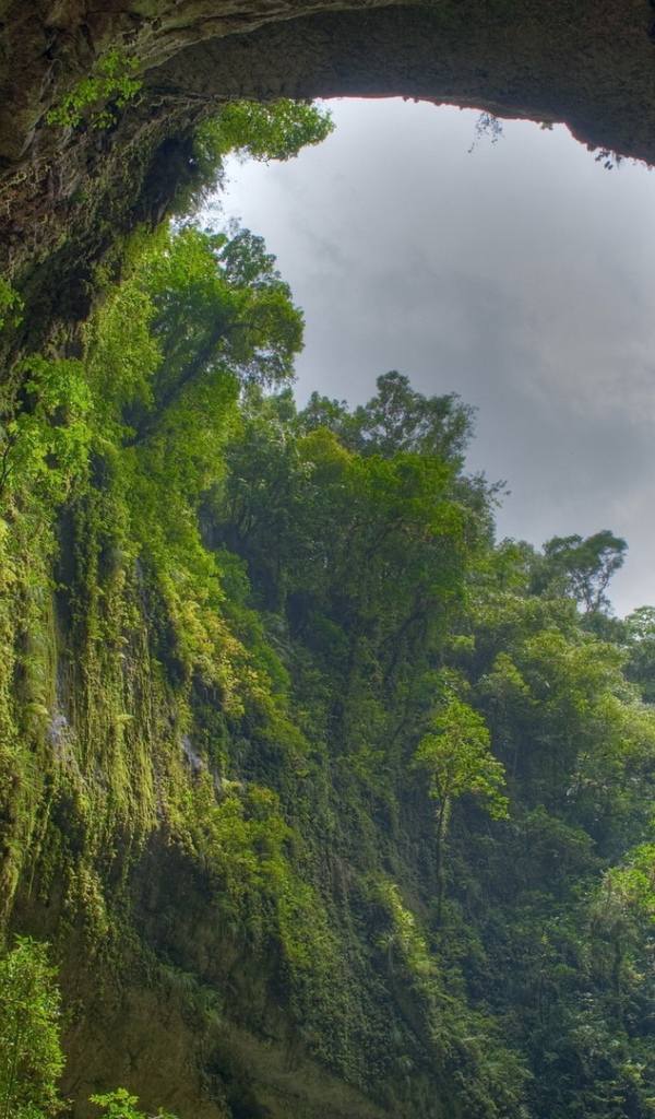 Пещера заросла зеленью изнутри