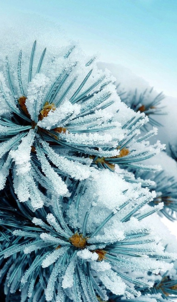 Елку припорошило снегом