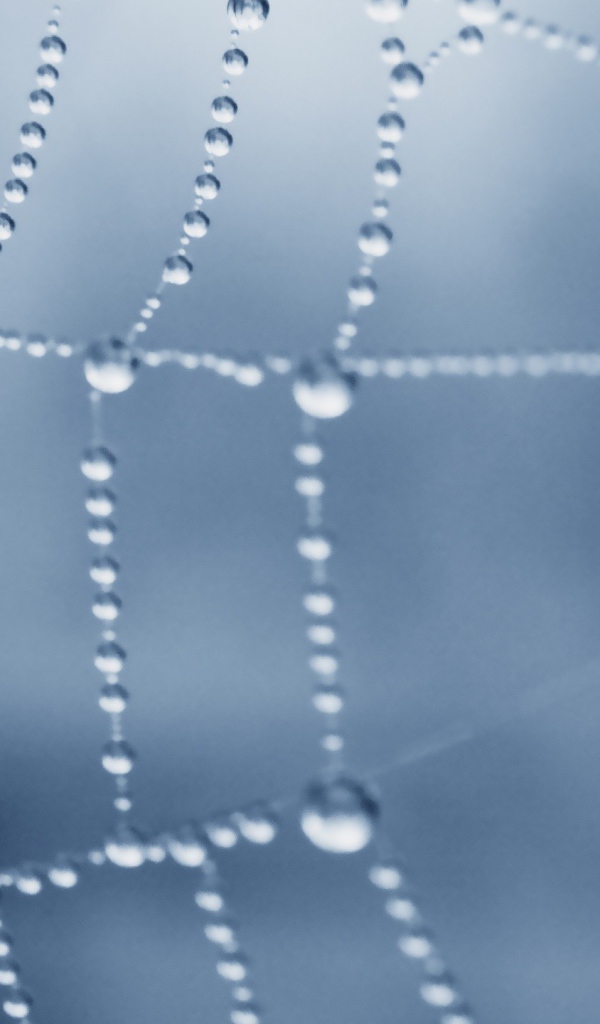 Роса покрыла паутину