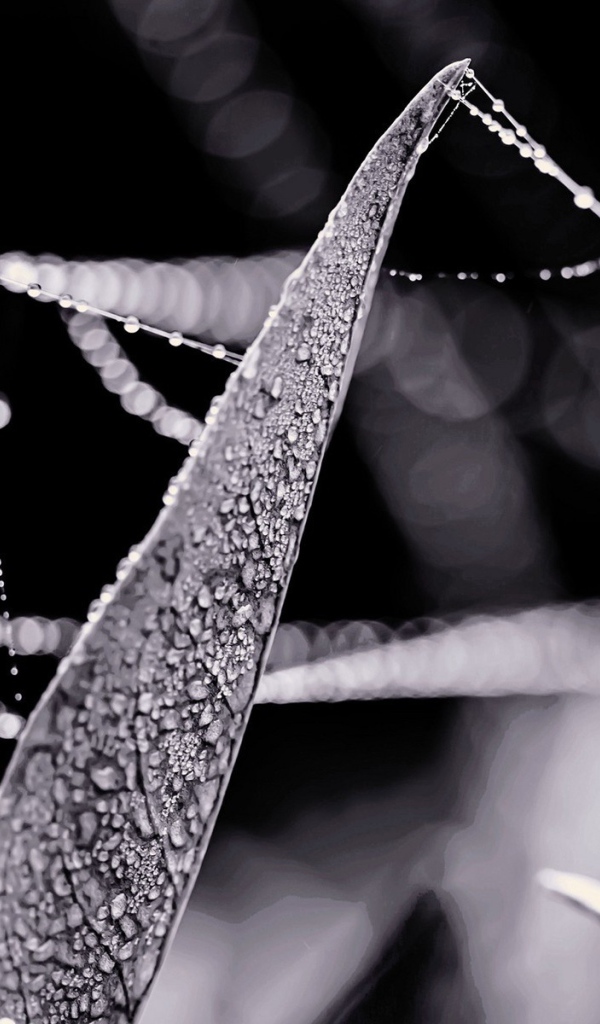 Роса на нитях паутины между травой