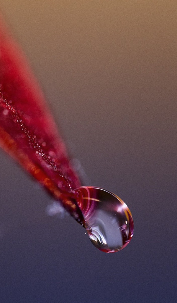 Капля стекает с красного лепестка