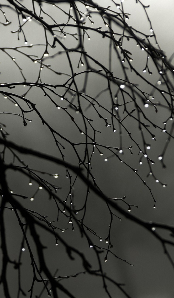 Капли воды на голых ветках дерева
