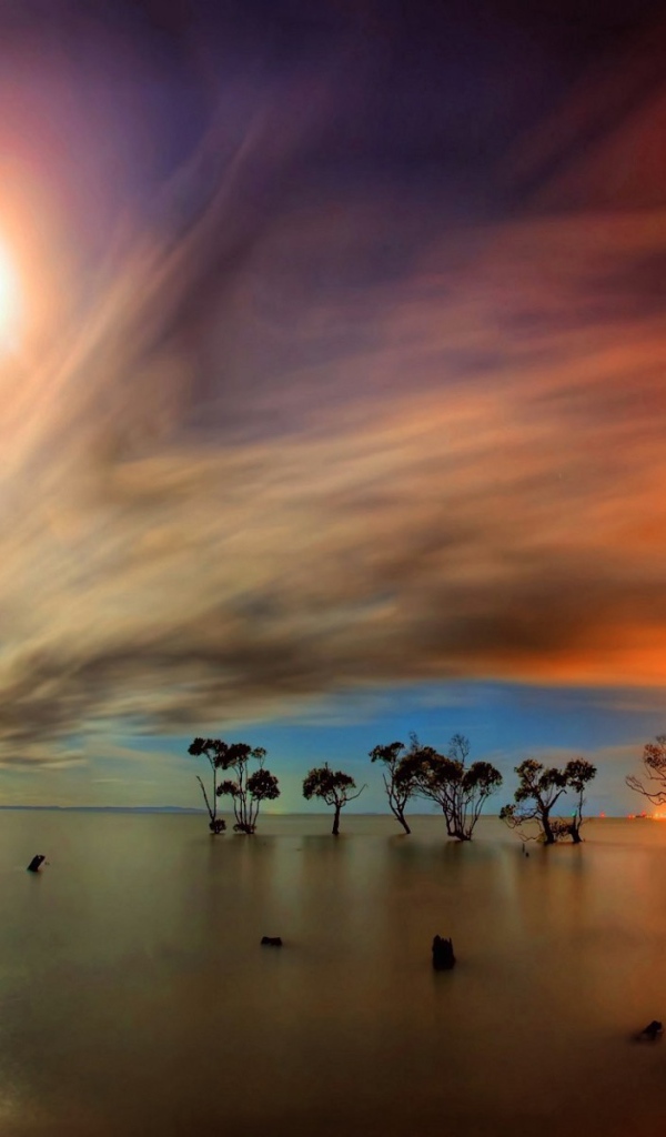 Сухие деревья в воде под оранжевыми облаками