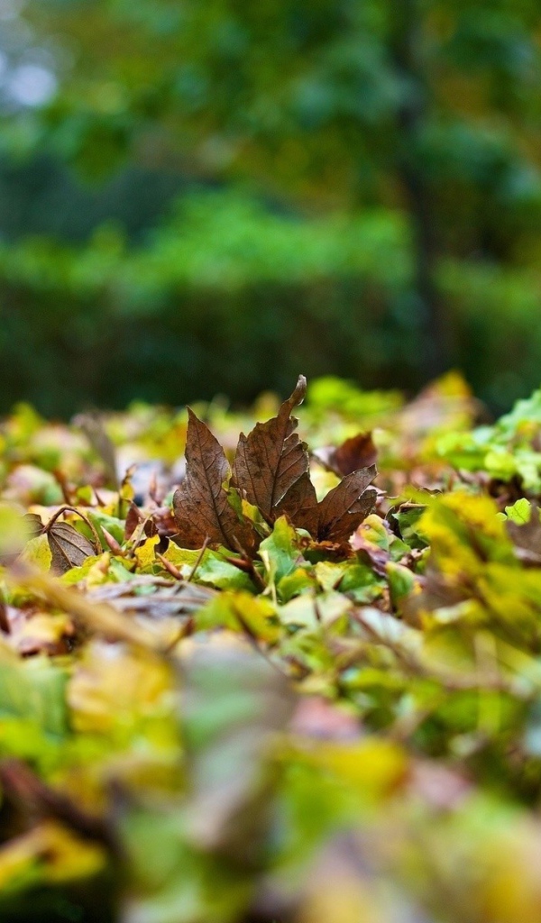 Опавшие листья на траве вблизи