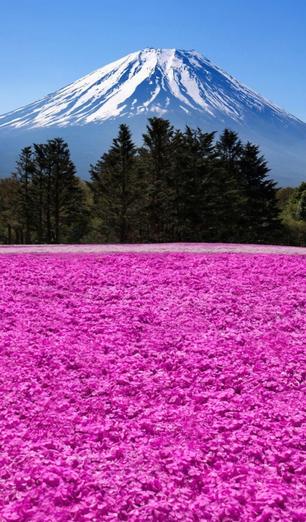 Поле розовых цветов на фоне горы Фудзияма в Японии