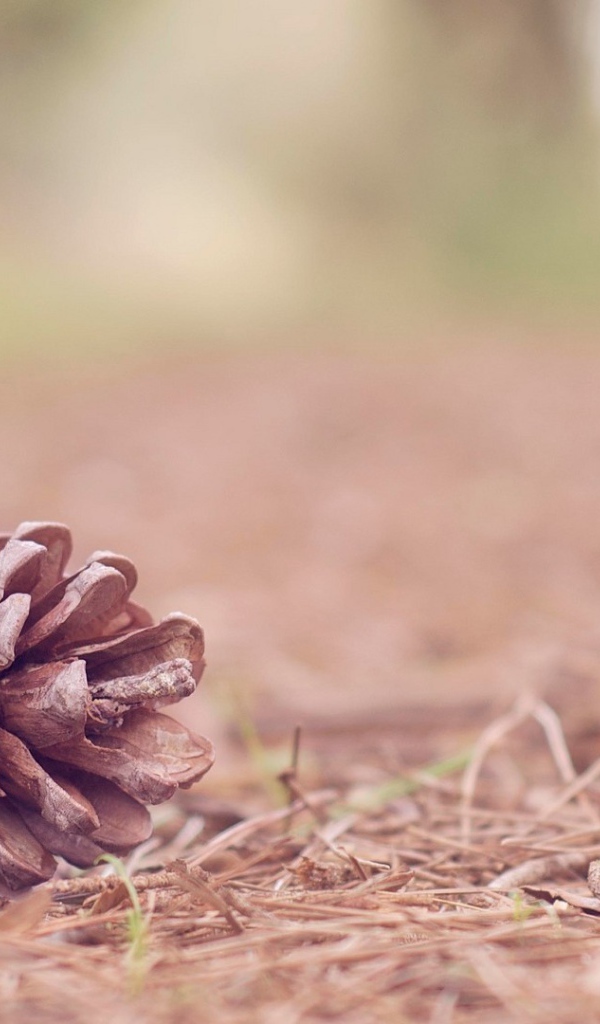 Еловая шишка на земле в лесу