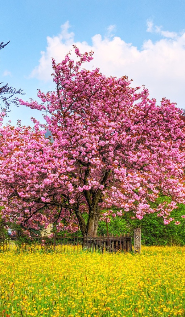 Плодовое дерево покрыто цветами