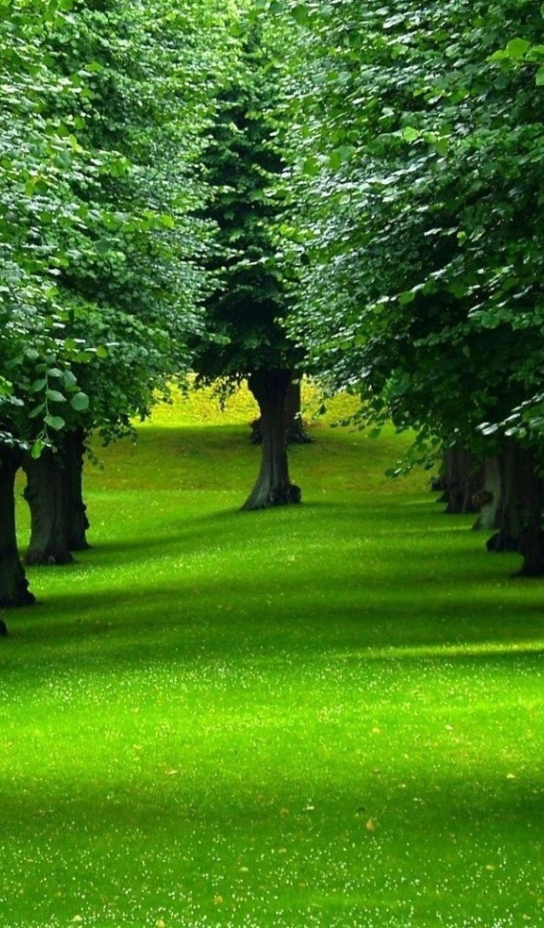 Gentle green lawn under the trees in the park