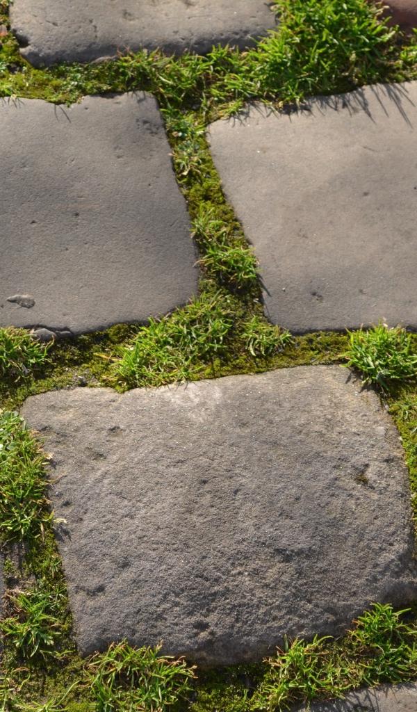 Зеленая трава между блоков брусчатки