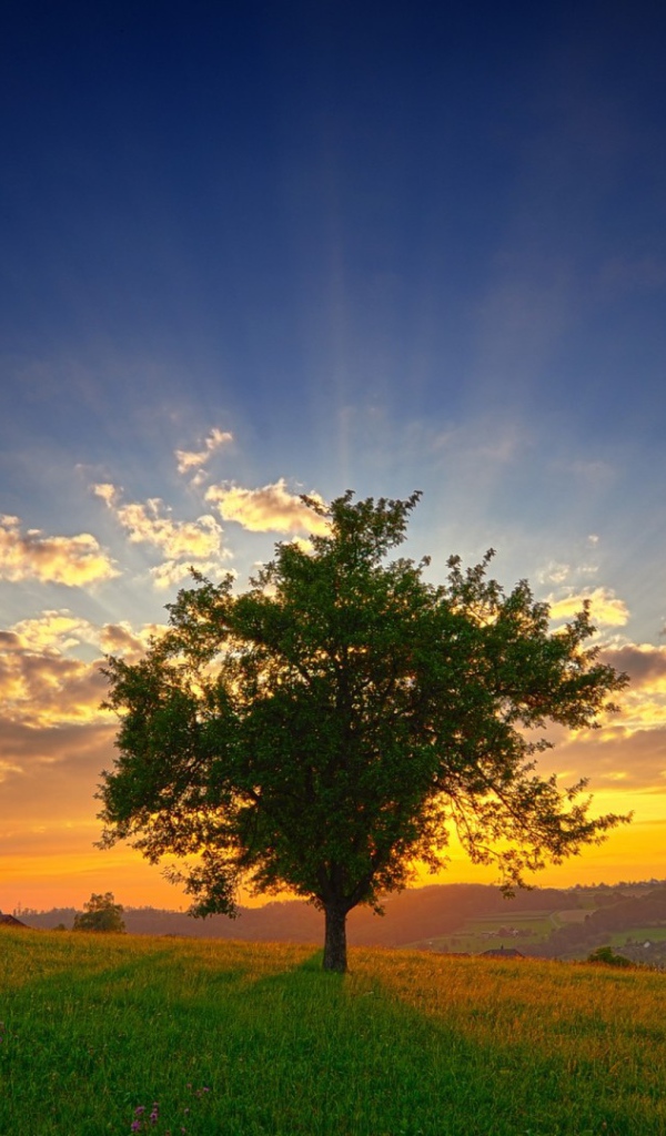 Green tree at sunset