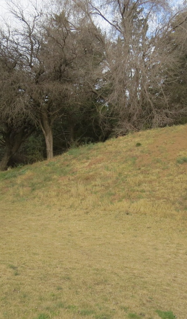 Холм с деревьями в парке