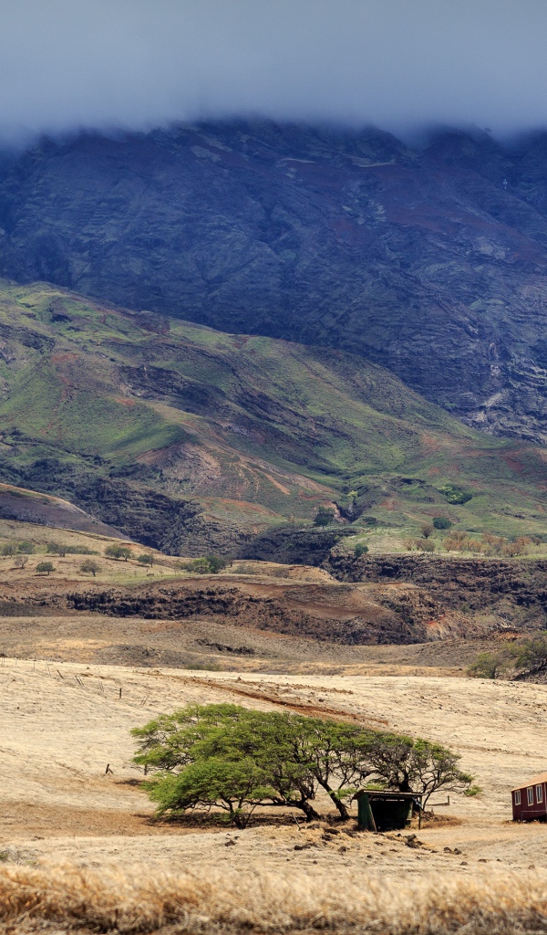 Домик у дерева в пустынной горной местности