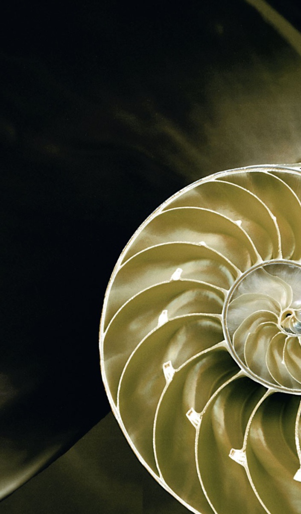 Большая ракушка в разрезе