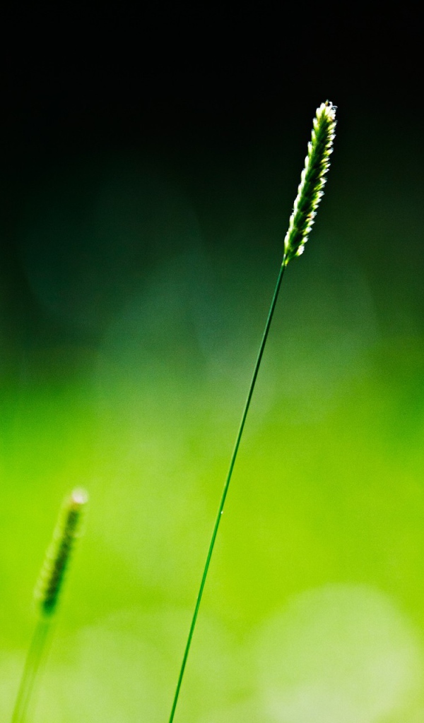 Одинокий зеленый колосок