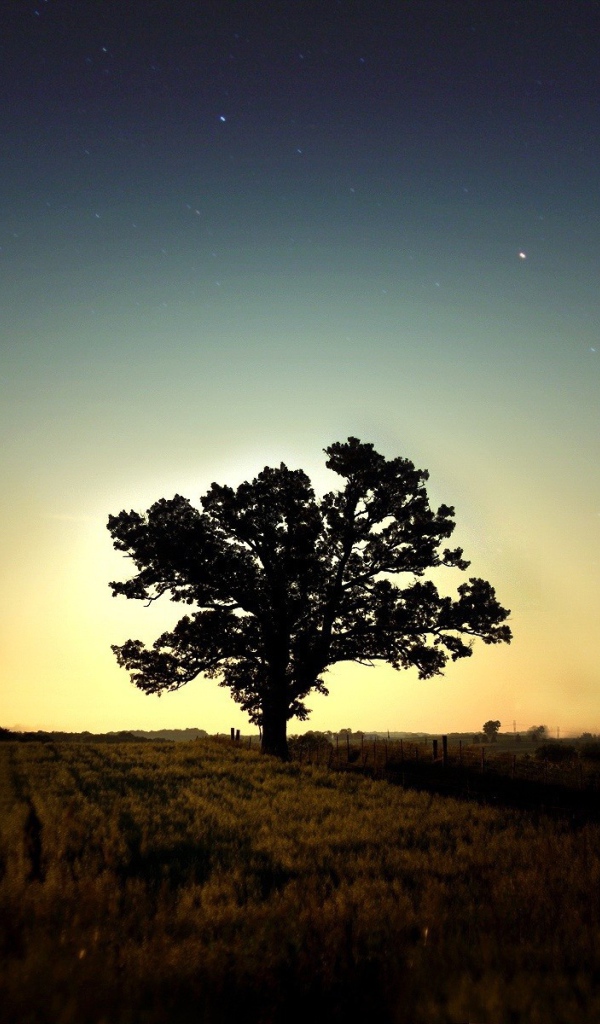 Одинокое дерево в поле