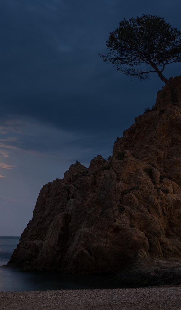 Одинокое дерево на голой скале