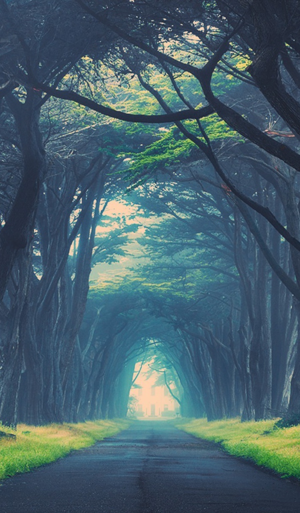 Могучие деревья образуют арку над дорогой