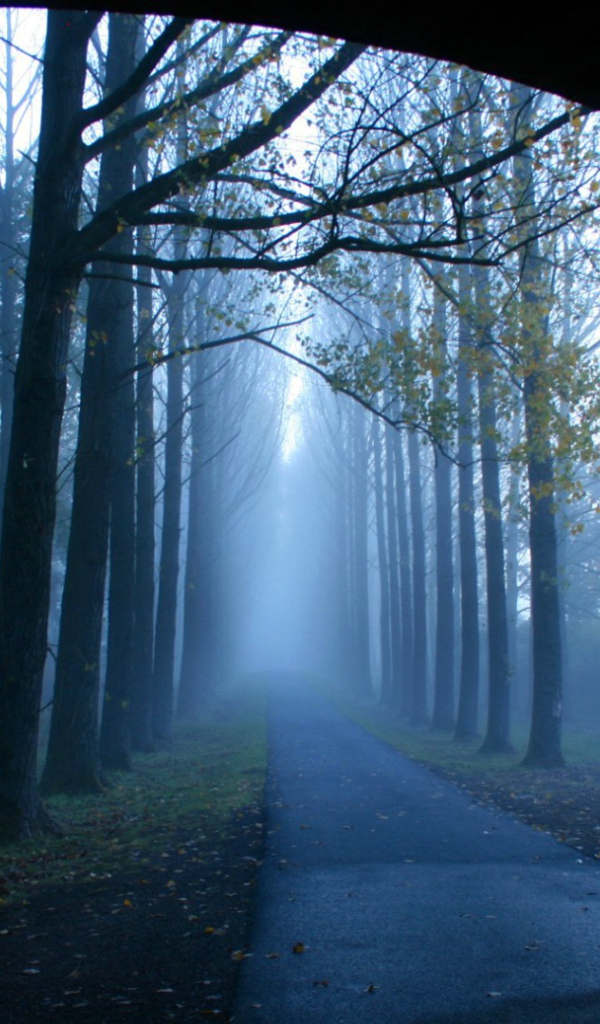 Туманная аллея у моста