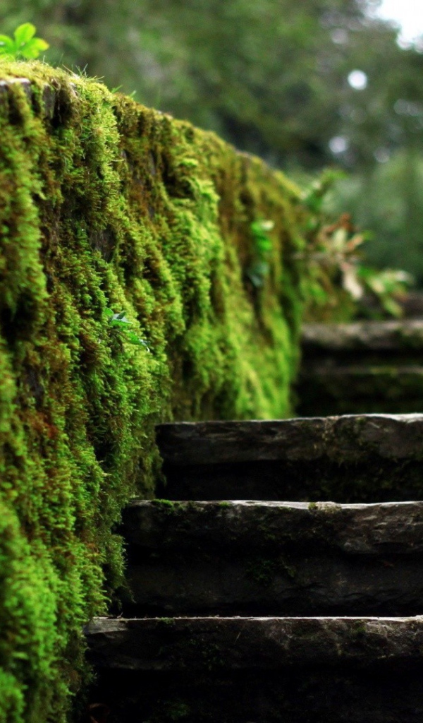 Мох на краю каменной лестницы