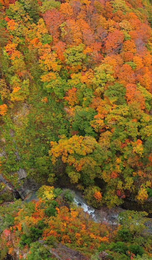 Горный поток среди леса