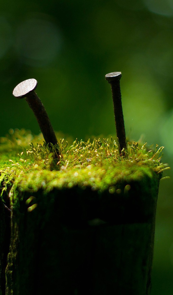 Гвозди среди мха на пеньке