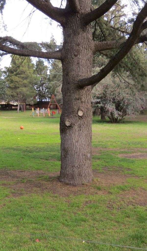 Старое дерево в саду