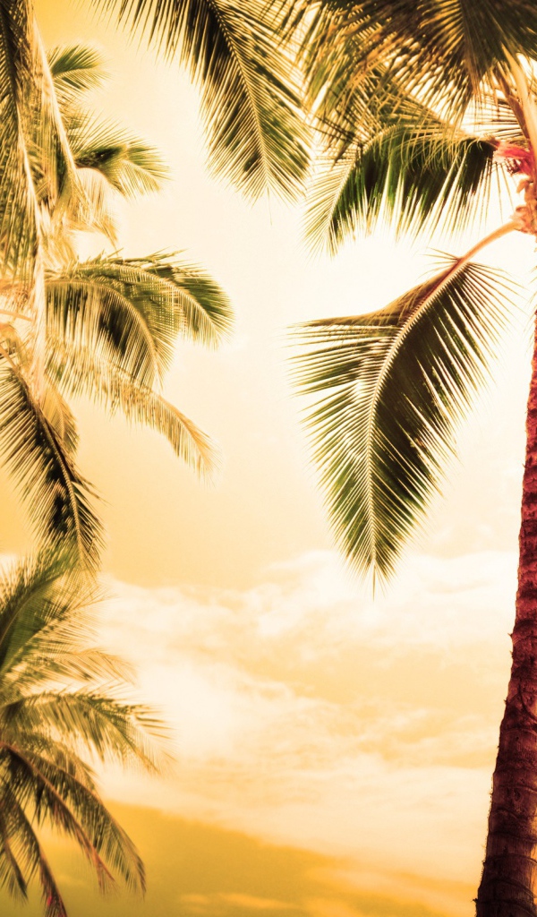 Пальмы под жарким небом