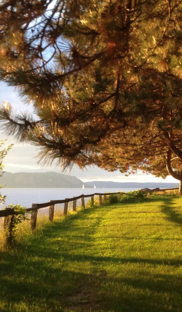 Парк с хвойными деревьями