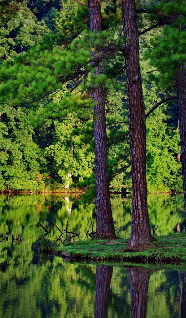 Сосны у самой воды на островке среди озера