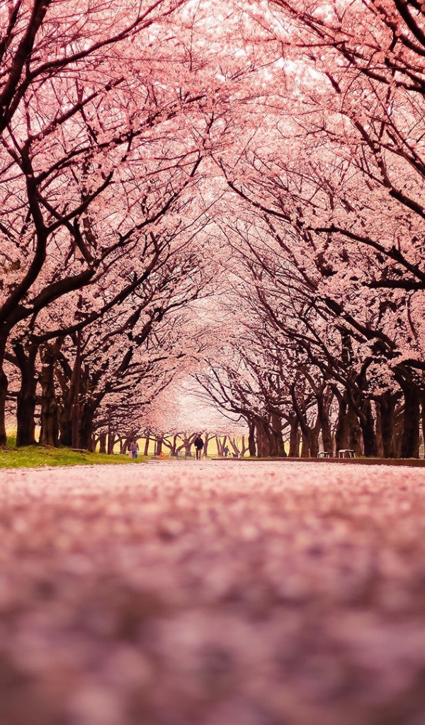 Розовая аллея цветущей сакуры