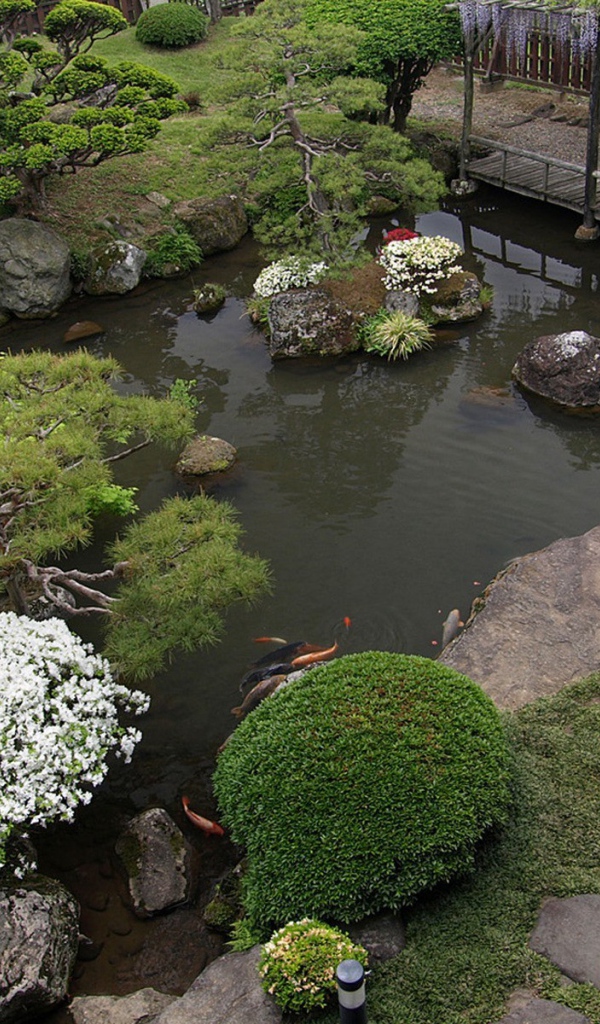 Пруд с растениями в саду