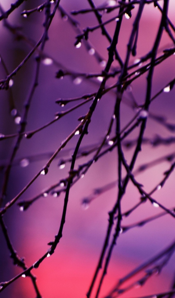 Капли дождя на концах веток дерева